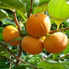 農家の裏庭の甘柿☆無農薬約2㎏のサムネイル