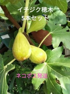 イチジク穂木5本セット ネコポス発送 - メルカリ