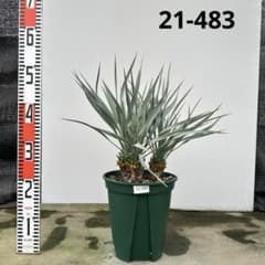 ユッカ　ロストラータ【21-422】シルバーブルー ユッカ ロストラータ【21-483】3頭株 シルバーブルー - メルカリ