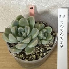 多肉植物 てんてんてまり ぼのぼのさん - メルカリ