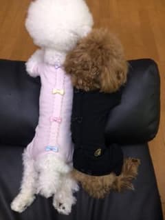 ブルブブ 犬服 ロンパース ペットパラダイスのサムネイル