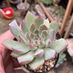 多肉植物 メキシコプリドニス×クスピダータメンチャカ 抜き苗 - メルカリ