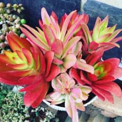 花鳥風月様♡専用のサムネイル