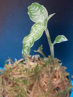 Platythelys cf. maculata Ecuadorのサムネイル