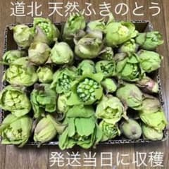 北海道 道北産 天然 ふきのとう  ＊8 山菜 北海道のサムネイル