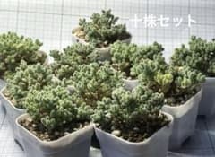 w*e様 新入荷　ドロサンテマム　アイスクリスタル　10株　画像通りの発送　多肉 新入荷 ドロサンテマム アイスクリスタル 10株 画像通りの発送 多肉