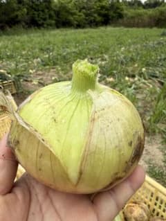 美和子　淡路島産　新玉ねぎ20kg 農家直送　栽培期間中農薬除草剤不使用 美和子様専用 淡路島産 新玉ねぎ20kg 農家直送 栽培期間中農薬除草剤不