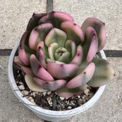 多肉植物 韓国苗 フラメンコ錦‼️美苗 現品 - メルカリ