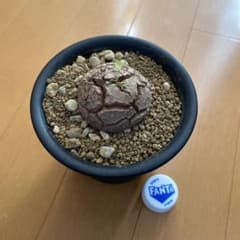 アフリカ亀甲竜 実生 塊根植物 コーデックス（鉢ごと発送） - メルカリ