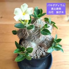 パキポディウム恵比寿笑 接ぎ木【匿名配送】 - メルカリ