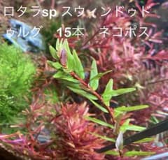 【レア増量中】ロタラspスウィンドゥドゥルグ 25本 ネコポスのサムネイル