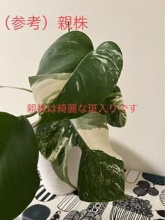 A 斑入りモンステラのサムネイル