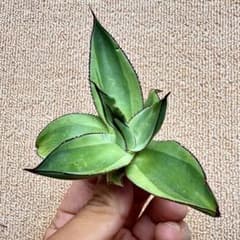 Lj_plants】Z618多肉植物 アガベ Red Skyline 覆輪錦 - メルカリ