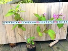 山アジサイ3年生苗　紫陽花　アジサイのサムネイル