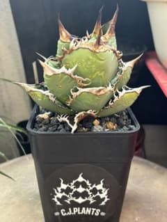 m46375352803_1.jpg?1730776728