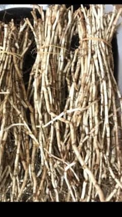 新鮮なドクダミの根 (鱼腥草根 )500gのサムネイル