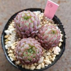 ③ ビンセントカトー　カット苗　⭕ネコポス発送のサムネイル