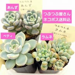 ㊷ラムネ❣️ベティ❣️あんず❣️発根済!つぶつぶ屋さん ネコポス送料