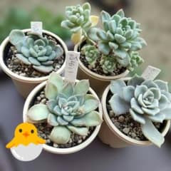 つぶつぶ屋✡️くもも他4点set✡️ 多肉 抜き苗 おつぶー 寄植え つぶ