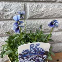 ビオラ♡パンジー ブルージャスミン - メルカリ