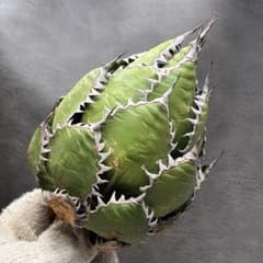 b*n様 アガベ ホリダ 極上株 極上強刺 球状株 Agave horrida アガベ ホリダ 極上株 極上強刺 Agave horrida 球状株 - メルカリ