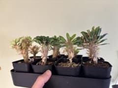 ユーフォルビアギラウミニアナ　10本セットのサムネイル