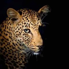 サイバーエンドドラゴンのサムネイル