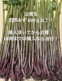 天然ミズ 600ｇ 【購入頂いてから収穫】③⑤のサムネイル