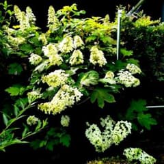 豪華柏葉アジサイ白切り花１７本のサムネイル