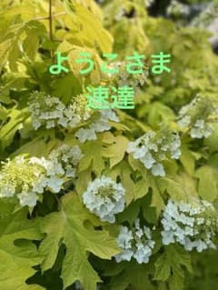 ようこさま　速達のサムネイル
