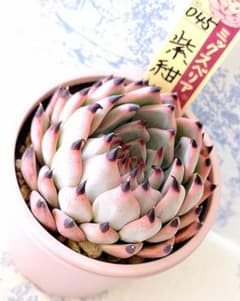 花あかりty×ピンクザラゴーサ他3点セット札付きポットごとメルカリ便TYさん苗 紫紺の矢 札付きポットごとメルカリ便おらいさん苗ミックスベリア
