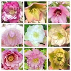 クリスマスローズ 1年生(2年生寄り)苗 10株 おまけ苗付きno28 - メルカリ