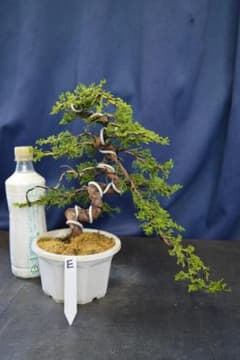 小品、盆栽、糸魚川真柏、落枝の効いた螺旋模様木盆栽 E - メルカリ