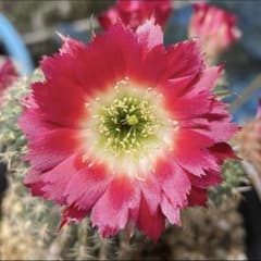 原種 カキコ Lobivia zecheri ロビビア 花サボテン - メルカリ