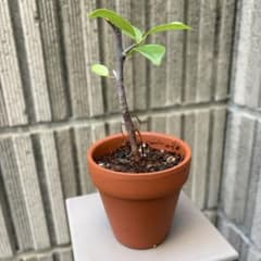ミニ しっかりした幹 ガジュマル 観葉植物 抜き苗 管理番号① - メルカリ