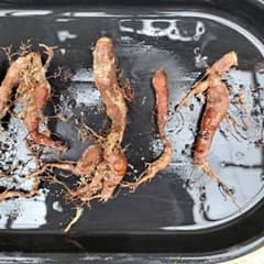 オペルクリカリアパキプス パワータンクセット - メルカリ