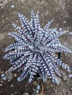 Dyckia 'Abe'　ディッキアのサムネイル