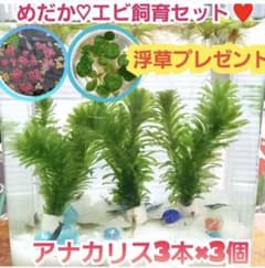 【専用ページ】天然 アナカリス、1000本【超メルカリ市価格】 天然 無農薬 アナカリス3本入り×3個セット ♥️浮草2種プレゼント