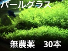 パールグラス　30本のサムネイル