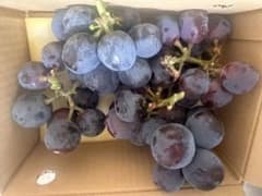 【家庭用・加工用】山梨県産 甲斐キング 約1.5kg（大粒！ジャム・ジュース）のサムネイル
