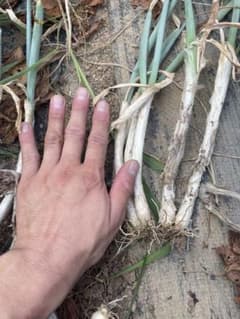 タイムセール　簡単　栽培　家庭菜園　ネギ　坊主しらずのサムネイル