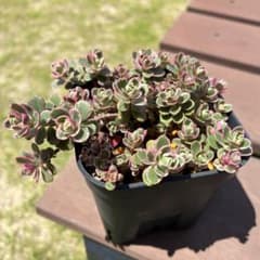 多肉植物 トリカラー 抜き苗 - メルカリ