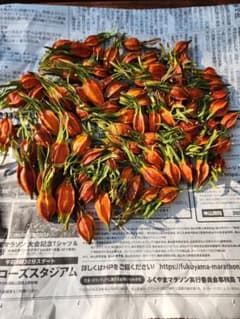 クチナシの実 約120gのサムネイル
