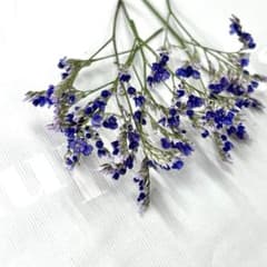 ハイブリッドスターチス ドライフラワー紫 - メルカリ