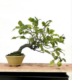Roya Persimmon (Persimmon 'Roya') Bonsai, Small Bonsai, with Fruit