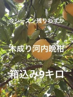 木成り河内晩柑家庭用！樹齢50年以上のサムネイル