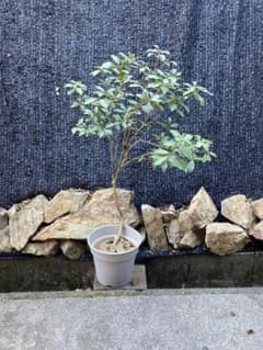 山採り アセビ 馬酔木 約100センチ - メルカリ