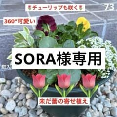 73.未だ蕾の寄せ植え☆チューリップも咲いて☆長く楽しむ☆360°可愛い