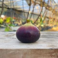 【Lotusさま専用】Pingo de Mel, Sao Luis 挿木苗のサムネイル