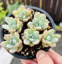 多肉植物 オレンジモンロー 6苗セット 抜き苗 ポット10センチ - メルカリ